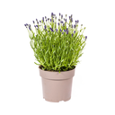 Lavandula angustifolia Ø19cm - ↕40 - 50cm