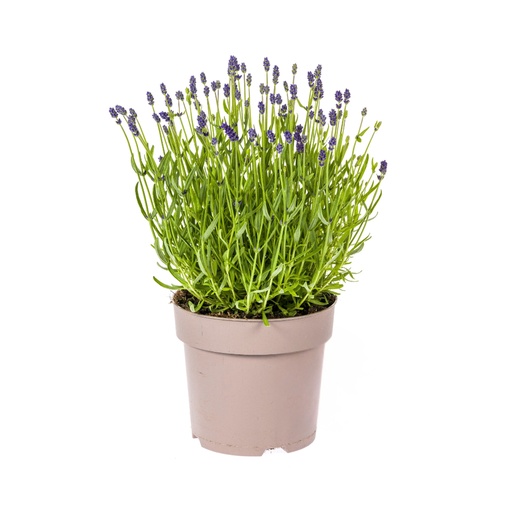 "Echter Lavendel (Lavandula angustifolia) – winterharte Duftstaude, Topf-Ø 19 cm, Höhe ca. 19 cm image"