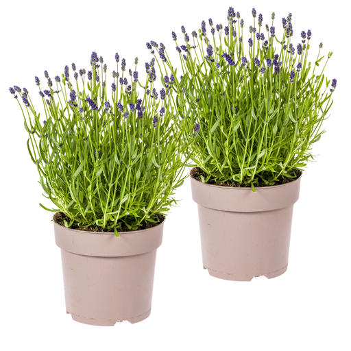 "Echter Lavendel 2er-Set (Lavandula angustifolia) – winterharte Duftstaude, Topf-Ø 19 cm, Höhe ca. 19 cm image"