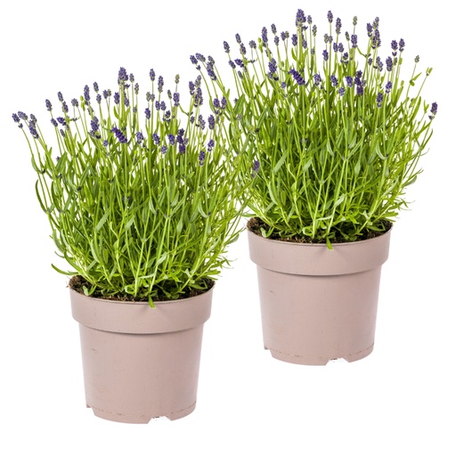 "Echter Lavendel 2er-Set (Lavandula angustifolia) – winterharte Duftstaude, Topf-Ø 19 cm, Höhe ca. 19 cm image"