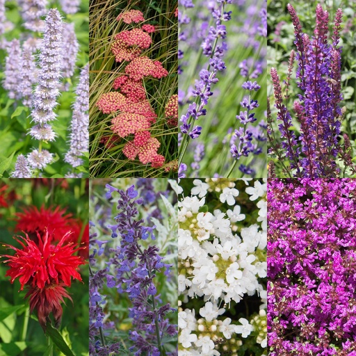 "Stauden - Beetpaket - Duftend - Verschiedene Arten und Farben - 6 Pflanzen - Topf 11cm - Höhe 15-25cm image"