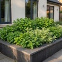 Stauden - Beetpaket - Teekräuter - Verschiedene Sorten und Farben - 6 Pflanzen - Topf 11cm - Höhe 15-25cm