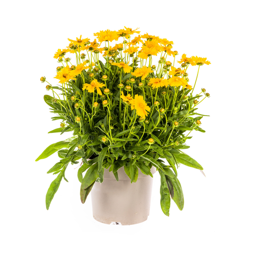 "Coreopsis grandiflora Ø19cm - ↕50 - 60cm image"