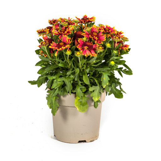 "Gaillardia aristata Ø19cm - ↕40 - 50cm image"
