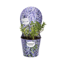 Perovskia atriplicifolia mit Übertopf Ø19cm - ↕30 - 40cm