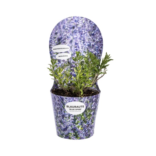 "Blauraute (Perovskia atriplicifolia) – winterharter Halbstrauch, im Übertopf, Topf-Ø 19 cm, Höhe ca. 19 cm image"
