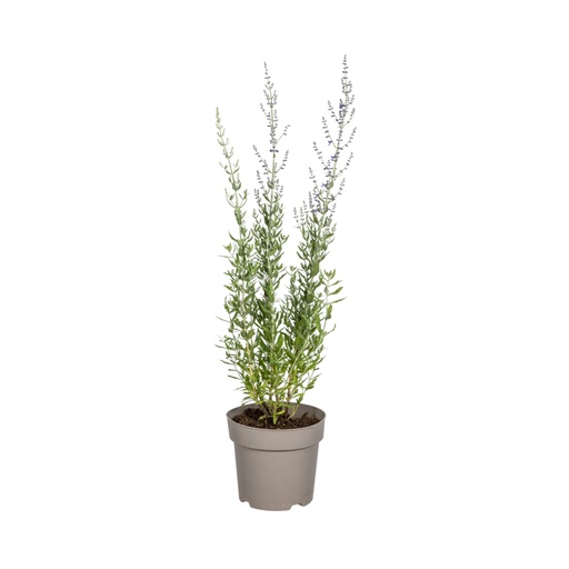 "Blauraute (Perovskia atriplicifolia) – winterharte Staude, Topf-Ø 19 cm, Höhe ca. 19 cm image"