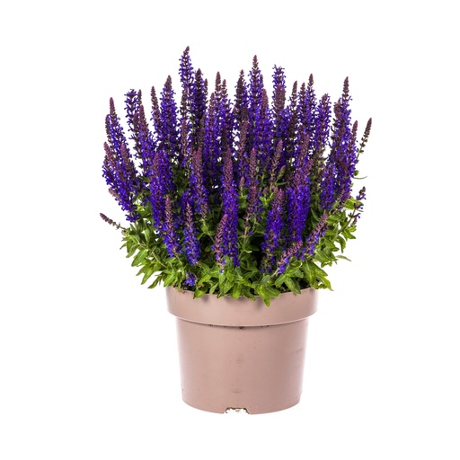 "Steppen-Salbei (Salvia nemorosa) – winterharte Staude, Topf-Ø 19 cm, Höhe ca. 19 cm image"