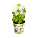 Hydrangea arborescens Annabelle Potcover Ø19cm  ↕30 - 40cm