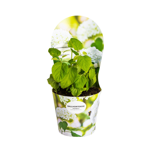 "Hydrangea arborescens Annabelle Potcover Ø19cm  ↕30 - 40cm image"
