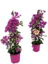 Bougainvillea Sanderiana Pyramide - 1 Stück - Ø17cm - ↕70cm