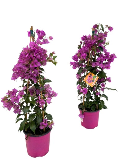 "Bougainvillea Sanderiana Pyramide - 1 Stück - Ø17cm - ↕70cm image"