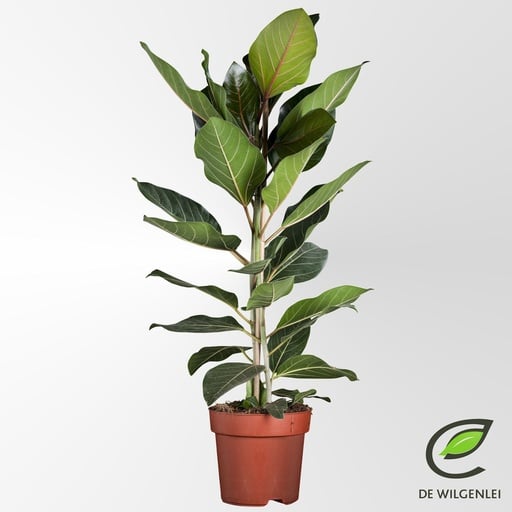 "Ficus Benghalensis 'Joy' P21 - Ø21cm - ↕90cm image"
