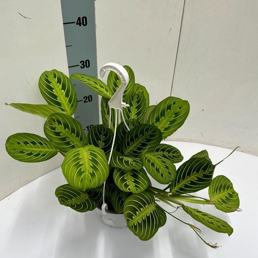 "Pfeilwurz 'Fascinator' (Maranta leuconeura) – pflegeleichte Zimmerpflanze, Topf-Ø 15 cm, Höhe ca. 40 cm image"