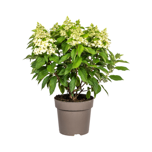 "Rispenhortensie (Hydrangea paniculata) – winterharter Zierstrauch, Topf-Ø 24 cm, Höhe ca. 24 cm image"