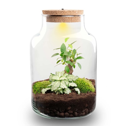 "DIY Pflanzen Terrarium mit Licht - Little Milky Bonsai - Ø 17 cm ↑ 25 cm image"