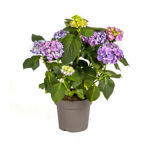 "Hydrangea macrophylla Blue Ø24cm - ↕70 - 80cm image"