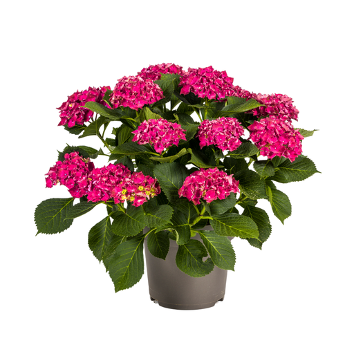 "Hortensie (Hydrangea macrophylla) – winterharter Blütenstrauch, Topf-Ø 24 cm, Höhe ca. 24 cm image"