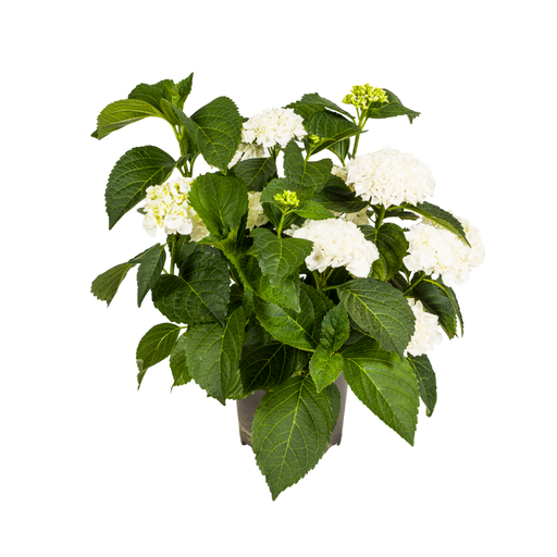 "Bauernhortensie (Hydrangea macrophylla) – winterharter Blütenstrauch, Topf-Ø 24 cm, Höhe ca. 24 cm image"
