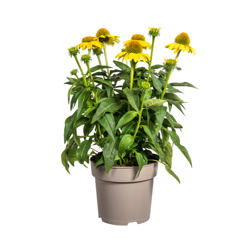 "Echinacea purpurea Yellow Ø19cm - ↕60 - 70cm image"