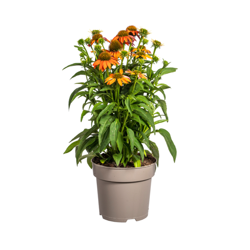 "Echinacea purpurea Orange Ø19cm - ↕60 - 70cm image"
