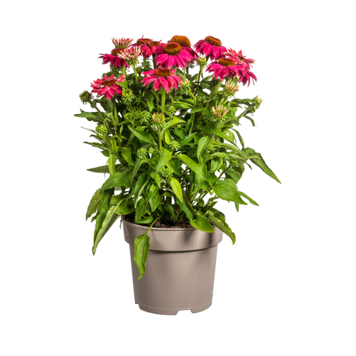 "Echinacea purpurea Purple Ø19cm - ↕60 - 70cm image"