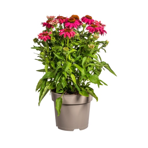 "Purpursonnenhut lila (Echinacea purpurea) – winterharte Staude, Topf-Ø 19 cm, Höhe ca. 60–70 cm image"