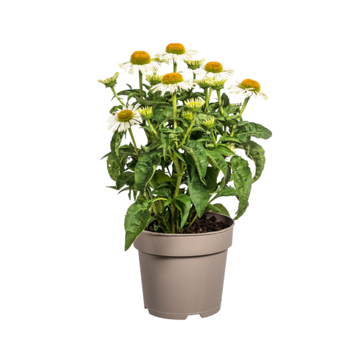"Purpursonnenhut (Echinacea purpurea) – winterharte Staude, Topf-Ø 19 cm, Höhe ca. 19 cm image"