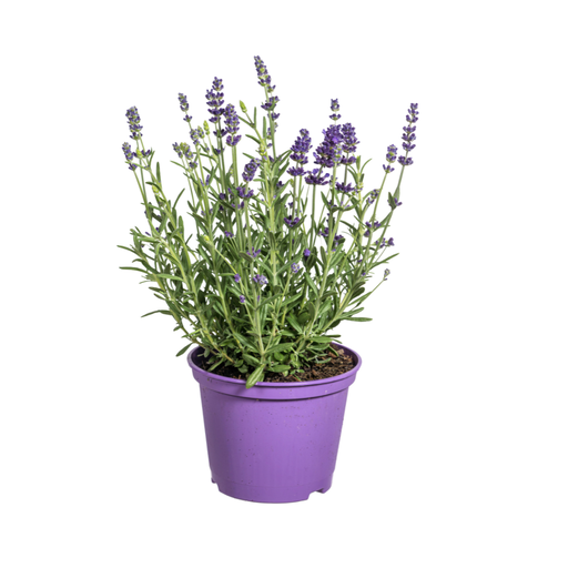 "8x Lavandula angustifolia Ø13cm - ↕30 - 40cm image"