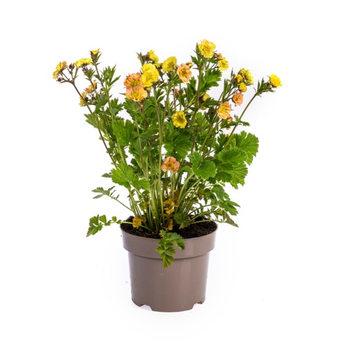 "Bachnelkenwurz (Geum rivale) – winterharte Staude, Topf-Ø 19 cm, Höhe ca. 19 cm image"