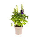 Delphinium Elatum Lila Ø19cm - ↕45 - 60cm
