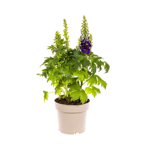 "Delphinium Elatum Lila Ø19cm - ↕45 - 60cm image"