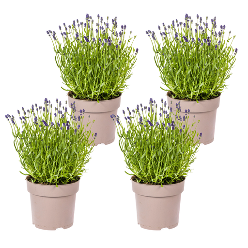 "4x Lavandula angustifolia Ø19cm - ↕40 - 50cm image"