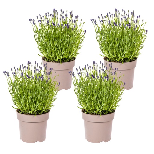 "Echter Lavendel 4er-Set (Lavandula angustifolia) – winterharte Duftstaude, Topf-Ø 19 cm, Höhe ca. 19 cm image"