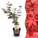 Balkonpflanze - Japanischer Ahorn - Acer palmatum Atropurpureum - Lila - 1 Pflanze - Laubabwerfend - Topf 19cm Höhe 70cm