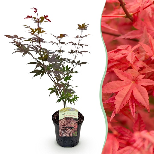 "Roter Fächerahorn (Acer palmatum) – winterharter Zierstrauch, Höhe ca. 19 cm image"