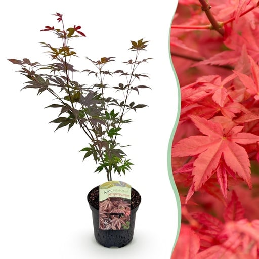 "Roter Fächerahorn (Acer palmatum) – winterharter Zierstrauch, Höhe ca. 19 cm image"