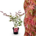 Balkonpflanze - Japanischer Ahorn - Acer palmatum Beni Maiko - Rot - 1 Pflanze - Laubabwerfend - Topf 19 cm - Höhe 70 cm