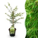 Balkonpflanze - Japanischer Ahorn - Acer palmatum Emerald Lace - Grün - 1 Pflanze - Laubabwerfend - Topf 19cm Höhe 70cm