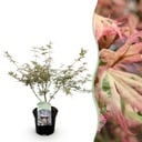 Balkonpflanze - Japanischer Ahorn - Acer palmatum Iyoshi - Rosa - 1 Pflanze - Laubabwerfend - Topf 19cm Höhe 70cm