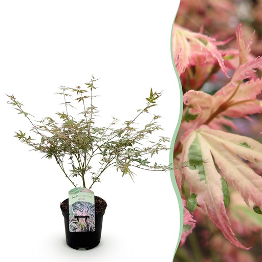 "Balkonpflanze - Japanischer Ahorn - Acer palmatum Iyoshi - Rosa - 1 Pflanze - Laubabwerfend - Topf 19cm Höhe 70cm image"