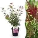 Balkonpflanze - Japanischer Ahorn - Acer palmatum Jerre Swarts - Dunkelrot - 1 Pflanze - Laubabwerfend - Topf 19cm Höhe 70cm
