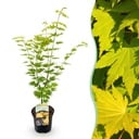 Balkonpflanze - Japanischer Ahorn - Acer palmatum Jordan - Gelb - 1 Pflanze - Laubabwerfend - Topf 19cm Höhe 70cm