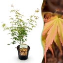 Balkonpflanze - Japanischer Ahorn - Acer palmatum Katsura - Orange - 1 Pflanze - Laubabwerfend - Topf 19cm Höhe 70cm