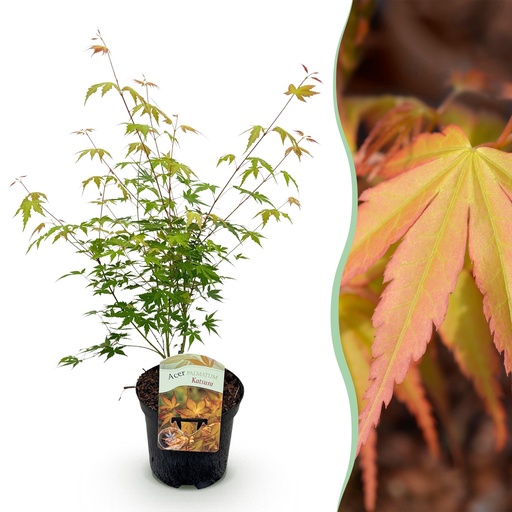 "Balkonpflanze - Japanischer Ahorn - Acer palmatum Katsura - Orange - 1 Pflanze - Laubabwerfend - Topf 19cm Höhe 70cm image"