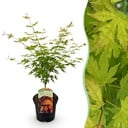 Balkonpflanze - Japanischer Ahorn - Acer palmatum Orange Dream - Orange - 1 Pflanze - Laubabwerfend - Topf 19cm Höhe 70cm
