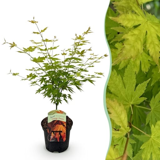"Fächerahorn (Acer palmatum) – winterharter Zierstrauch, Höhe ca. 19 cm image"