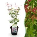 Balkonpflanze - Japanischer Ahorn - Acer palmatum Phoenix - Rosa - 1 Pflanze - Laubabwerfend - Topf 19cm Höhe 70cm