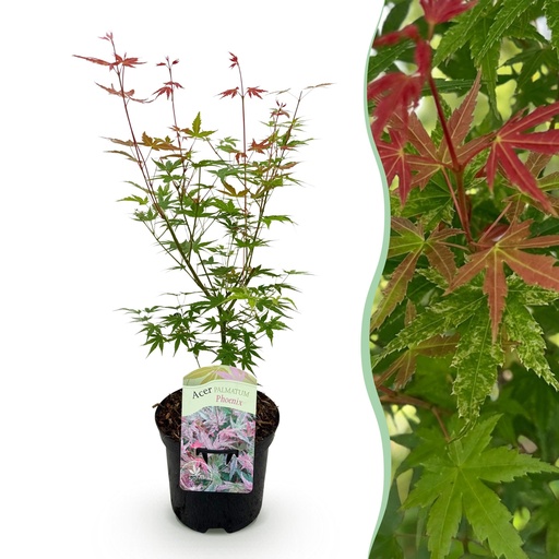 "Fächerahorn (Acer palmatum) – winterharter Zierstrauch, Höhe ca. 19 cm image"