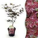 Balkonpflanze - Japanischer Ahorn - Acer palmatum Bloodgood - Rot - 1 Pflanze - Laubabwerfend - Topf 19cm Höhe 70cm
